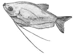 Лунный гурами