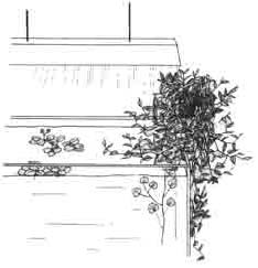 Традесканция над аквариумом