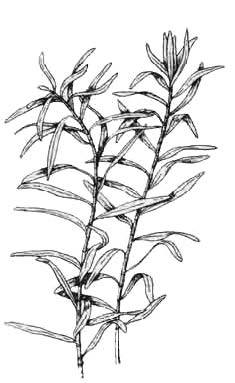 Гетерантера остролистная