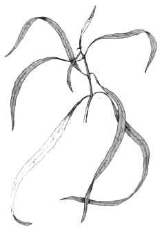 Гигрофила длиннолистная