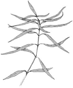 Гигрофила красноватая