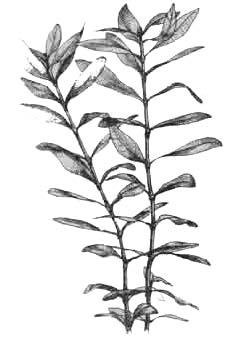 Гигрофила многосеменная