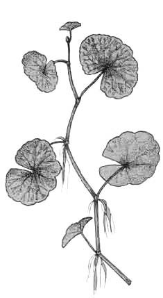 Гидрокотила белоголовая