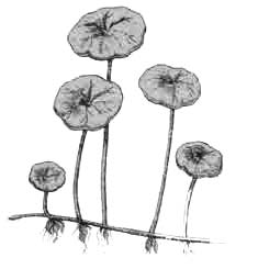 Гидрокотила вертикальная