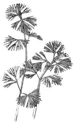 Кабомба каролинская