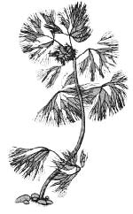 Кабомба прекраснейшая