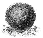 Кладофора шаровидная