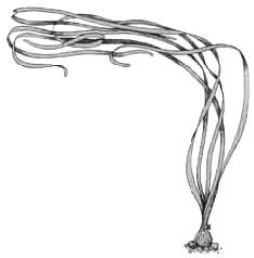 Кринум таиландский