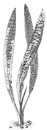 Криптокорина апоногетонолистная