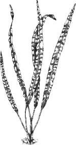 Криптокорина балансе