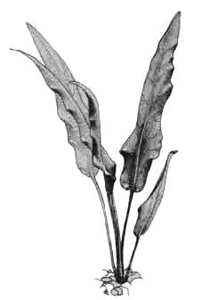 Криптокорина Беккетта