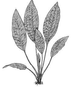 Криптокорина Бласса