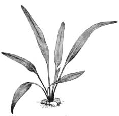 Криптокорина блестящая