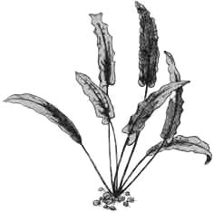 Криптокорина желтая