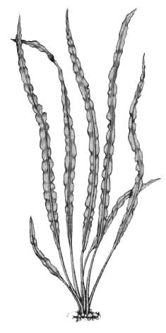 Криптокорина обратноспиральная