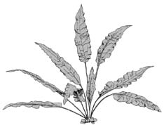 Криптокорина Петча