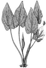 Криптокорина понтедериеволистная