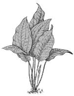 Криптокорина пурпурная