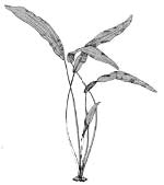 Криптокорина родственная