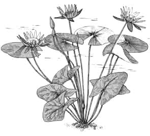 Кувшинка «морская роза»