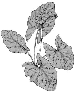 Кубышка тигровая