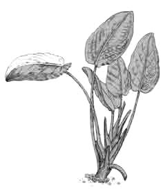 Лагенандра Меебольда