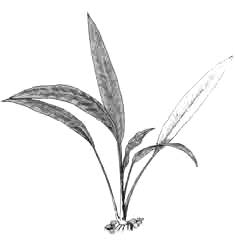 Лагенандра яйцевидная