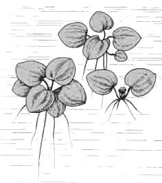 Лимнобиум побегоносный