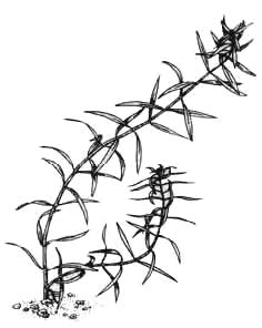 Людвигия дугообразная