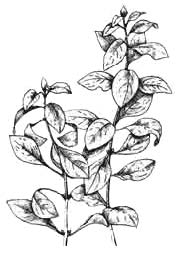 Людвигия ползучая