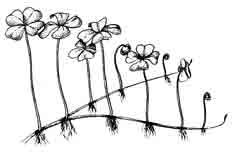 Марсилия четырехлистная