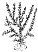 Мох ключевой