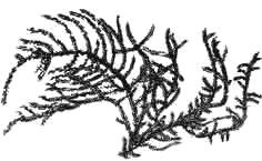 Мох яванский