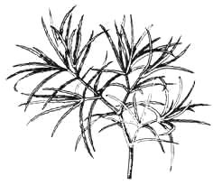 Наяда гваделупская