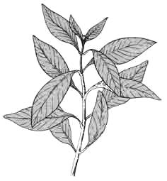 Номафила прямая