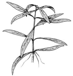 Номафила (садовая форма)