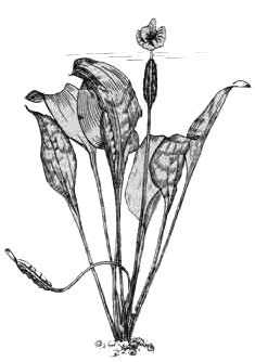 Оттелия частуховидная