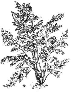 Папоротник индийский водяной