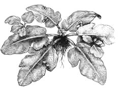 Папоротник «водяная капуста»