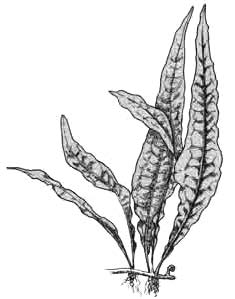 Папоротник таиландский