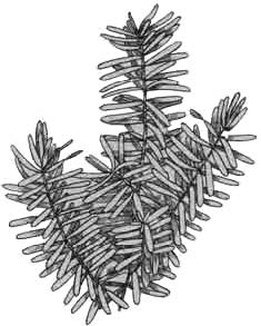 Пеплис двухтычинковый