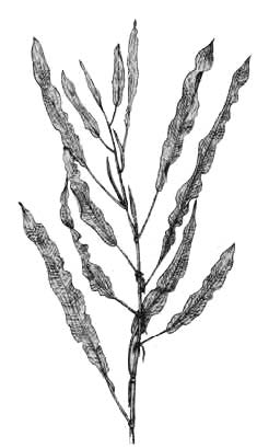 Рдест малайский