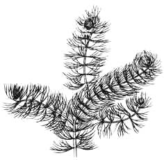 Роголистник темно-зеленый