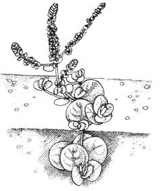 Ротала круглолистная (наземная форма)