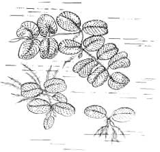 Сальвиния плавающая