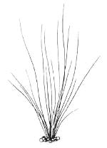 Ситняг игольчатый