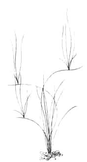 Ситняг израстающий