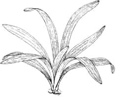 Стрелолист Эатона