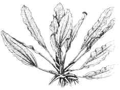 Эхинодорус озирис