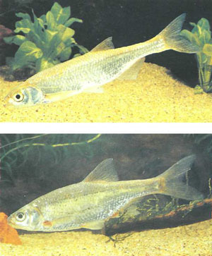 Вверху — быстрянка Alburnoides bipunctatus, внизу — уклейка Alburnus alburnus